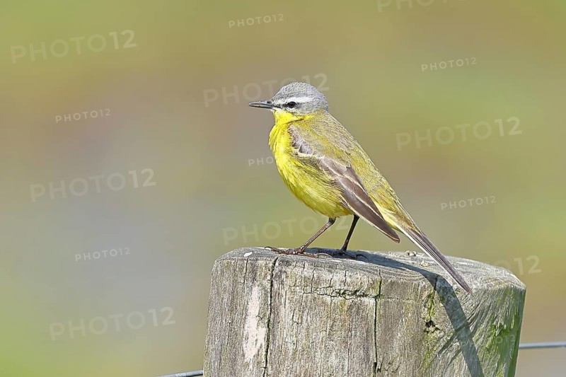 Yellow wagtail (Motacilla flava), on a pasture fence post, Dümmer, Lake Dümmer, Ochsenmoor, Hüde, Lower Saxony, Germany