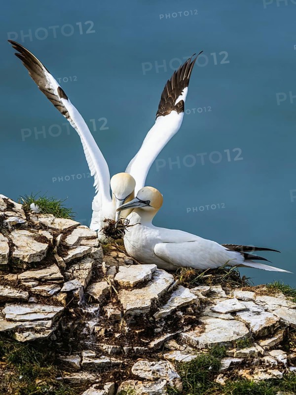 Northern Gannet, Morus bassanus, birds on cliff