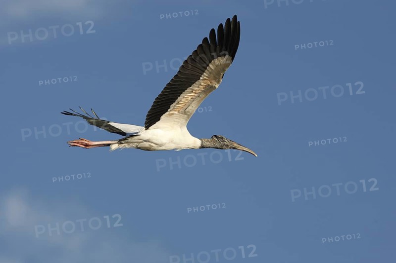 Wood Stork (Mycteria americana) flying, Florida, USA