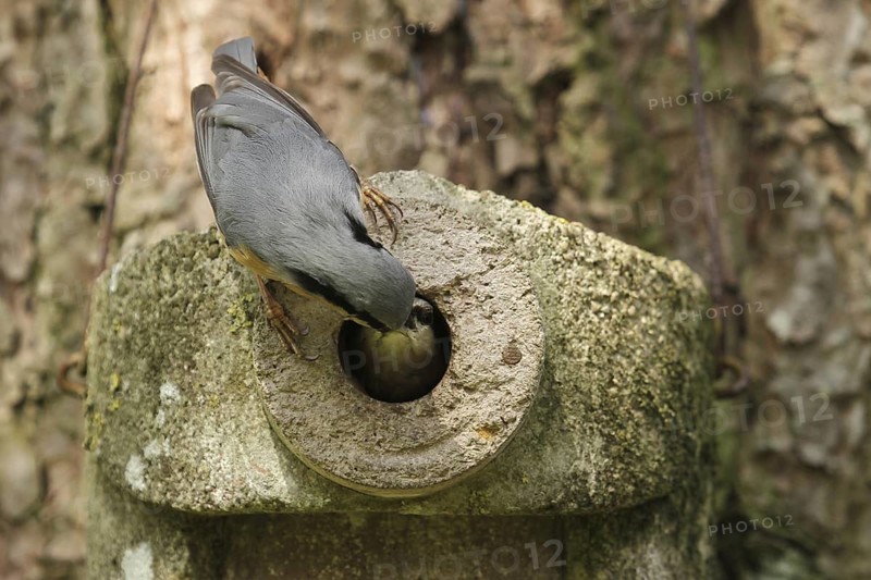 Eurasian Nuthatch (Sitta europaea) juvenile, Lower Saxony, Germany
