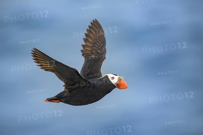 Tufted Puffin (Fratercula cirrhata) flying, Alaska, USA