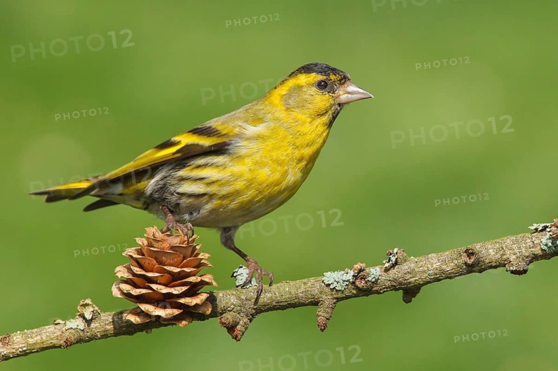 Carduelis spinus