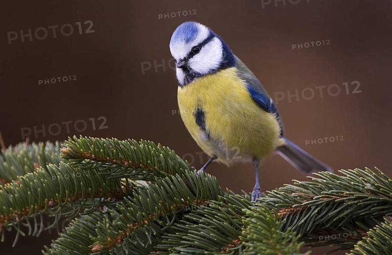Eurasian Blue Tit (Cyanistes caeruleus), Lower Saxony, Germany