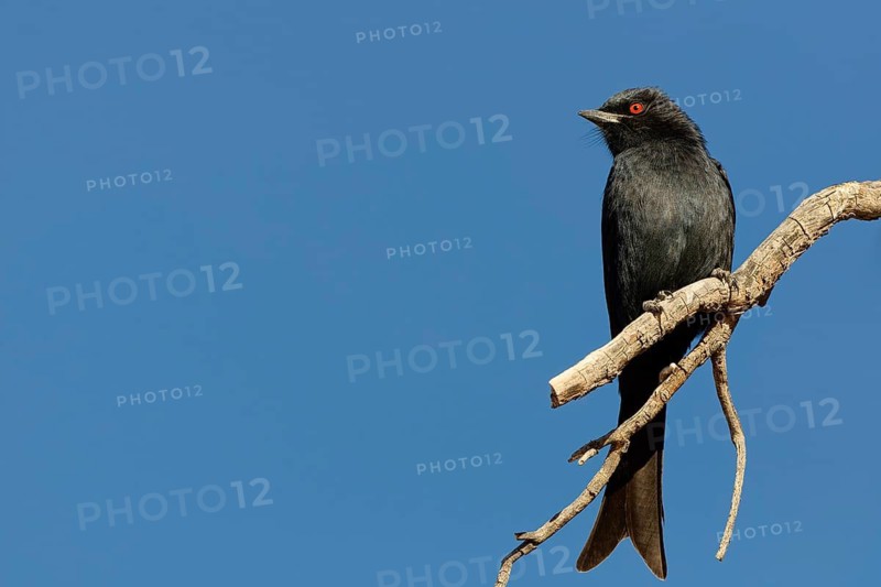 Fork-tailed drongo (Dicrurus adsimilis), adult bird, sitting on a tree branch, on the lookout, blue sky, Kgalagadi Transfrontier Park, Northern Cape, South Africa