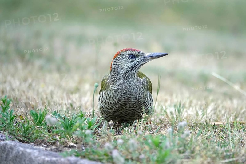 Green woodpecker (Picus viridis), June, Germany