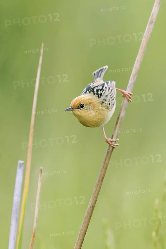 Golden-headed Cisticola (Cisticola exilis) male, Victoria, Australia