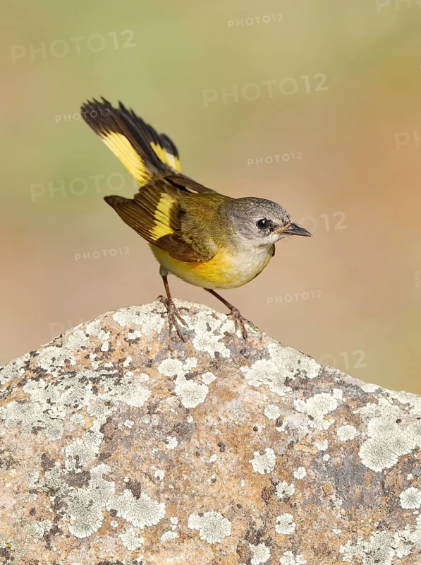 American Redstart (Setophaga ruticilla) female, Texas, USA
