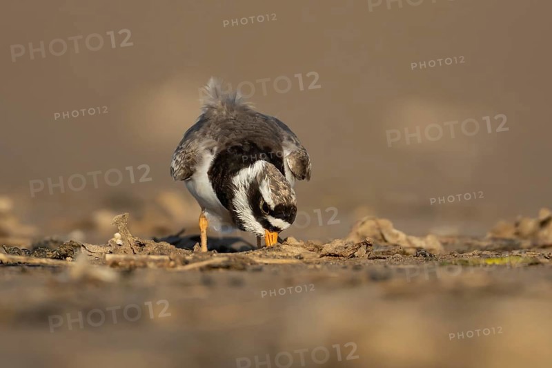 Ringed plover (Charadrius hiaticula) adult wading bird feeding on a beach, Norfolk, England, United Kingdom