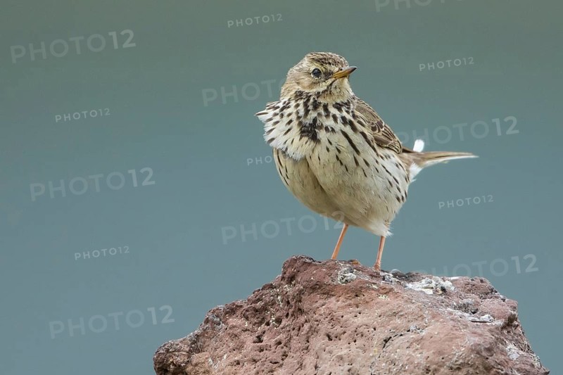 Meadow Pipit (Anthus pratensis) perched on a rock, Iceland