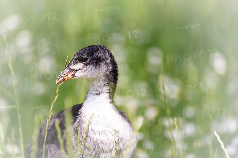 Eurasian Coot chicks (Fulica atra) standing in meadow surrounded by daisies, close-up, profile view, background green blurred grass, Dortmund, North Rhine-Westphalia, Germany