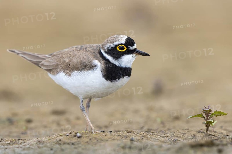 Little Ringed Plover (Charadrius dubius) male, North Rhine-Westphalia, Germany