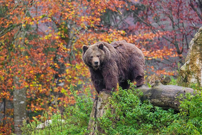 An adult female Eurasian brown bear (Ursus arctos arctos) stands among rotting, fallen trees on a small hill. Trees in colorful autumn leaves stand in background