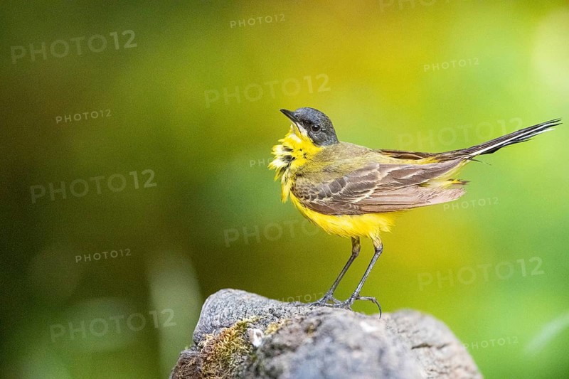Western yellow wagtail (Motacilla flava) Hungary