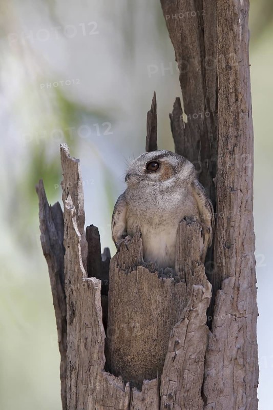 Australian Owlet-nightjar (Aegotheles cristatus), Queensland, Australia