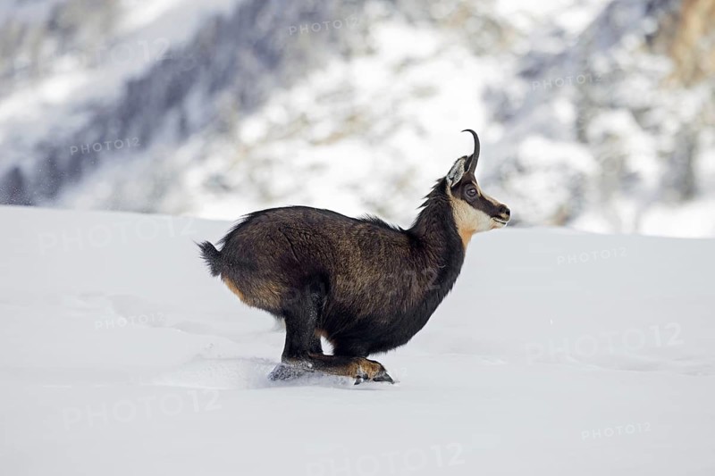 Alpine chamois (Rupicapra rupicapra) female in dark winter coat running down snow covered mountain slope in the European Alps