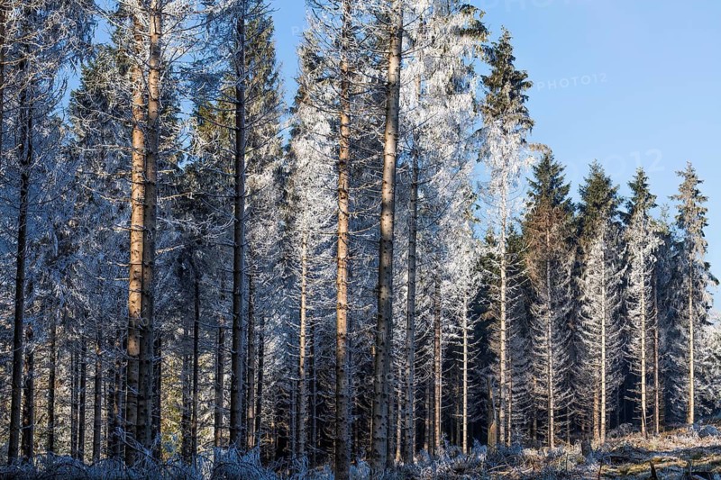 Hoarfrost at a spruce forest
