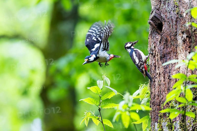 Great spotted woodpecker (Dendrocopos major), departing male, female with insects in her beak at breeding den, Bad Homburg, Hesse, Germany