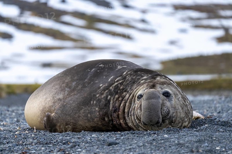 Southern elephant seal (Mirounga leonina), male, lying on shingle beach, patches of snow in the background, St Andrews Bay, South Georgia
