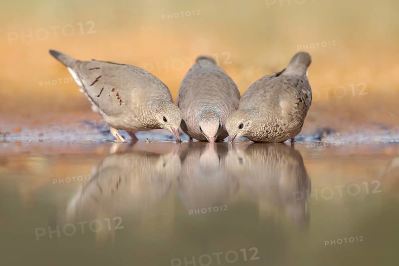 Common Ground Dove (Columbina passerina) group at a waterhole, Texas, USA