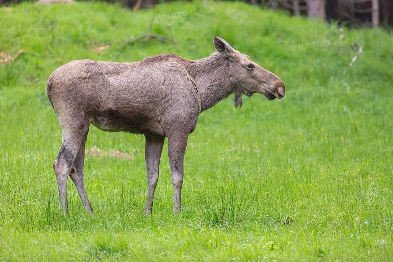 Moose (Alces alces) cow with trees and green grass around