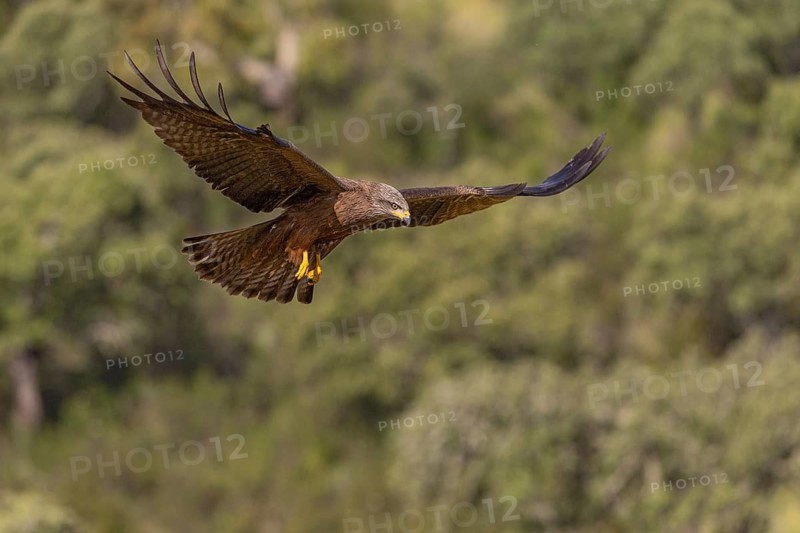 Black Kite (Milvus migrans), in flight, Extremadura, Spain