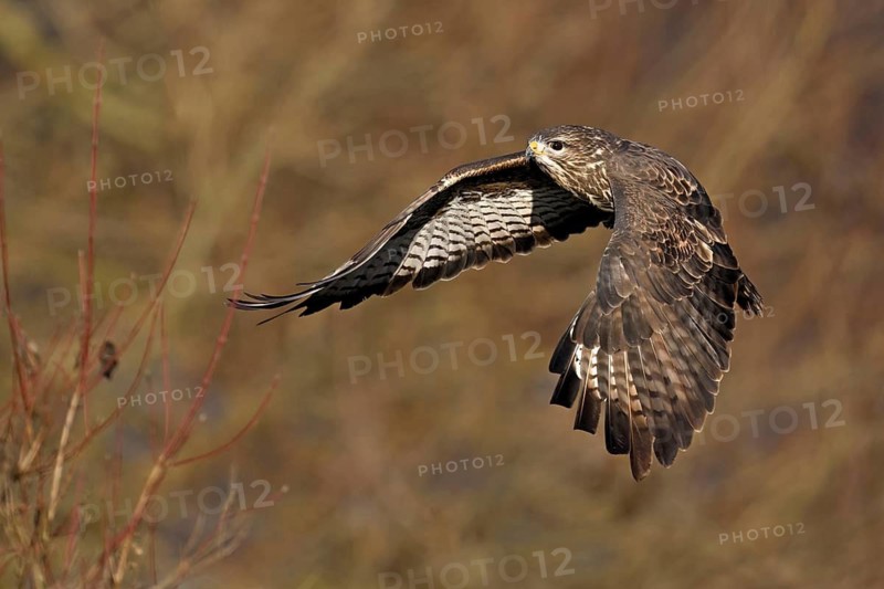 Common buzzard (Buteo buteo), in flight, Switzerland