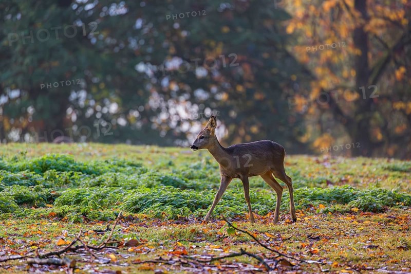 A female roe deer (Capreolus capreolus) stands in a meadow at sunrise. The trees around show fall foliage