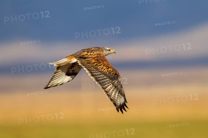 Ferruginous Hawk Buteo regalis Sulphur Springs Valley, south of Willcox, Arizona, USA 9 January Adult light morph Acciptridae