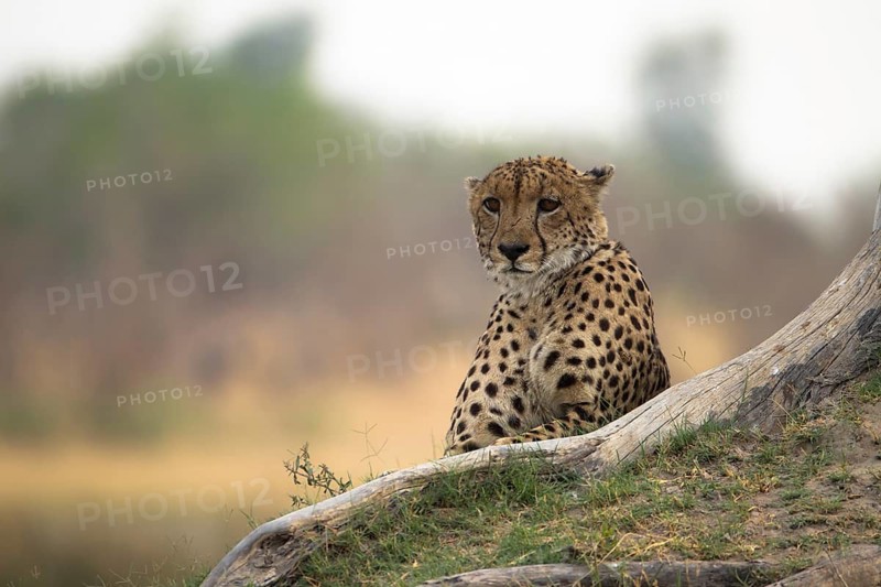 Cheetah (Acinonyx jubatus) rests on the roots of a tree, waiting to hunt, Botswana
