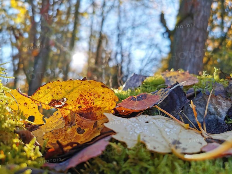 Close-up view of colorful autumn leaves on forest floor with moss and translucent light in the background, close-up view, Franconian Forest nature park Park