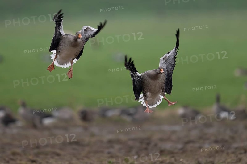 Greylag goose (Anser anser), Texel, Netherlands