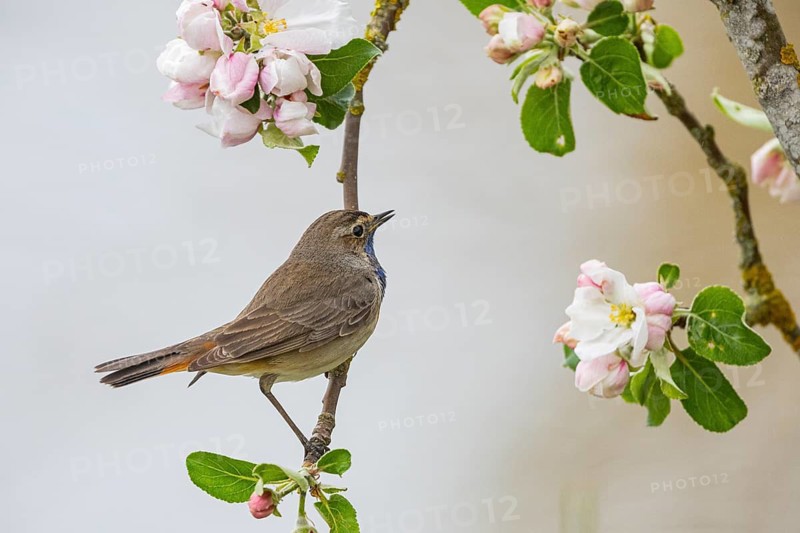 Bluethroat (Luscinia svecica cyanecula) ml Germany
