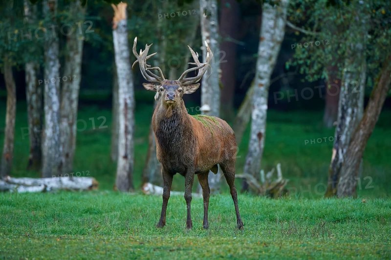 Red deer (Cervus elaphus), with imposing antlers standing in a forest clearing, surrounded by birch trees during the rutting season, Hesse, Germany