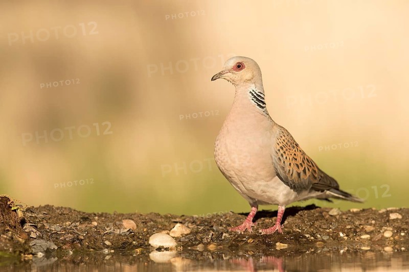European Turtle Dove (Streptopelia turtur) at waterhole, Serbia