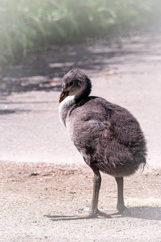 Eurasian Coot chicks (Fulica atra) standing on a path, profile view, close-up, blades of grass on the left at the edge of the path, marginal vegetation, looking to the left, Dortmund, North Rhine-Westphalia, Germany