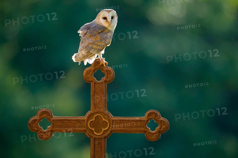 Barn owl (Tyto alba) sitting on a cross, Gerolstein, Rhineland-Palatinate, Germany