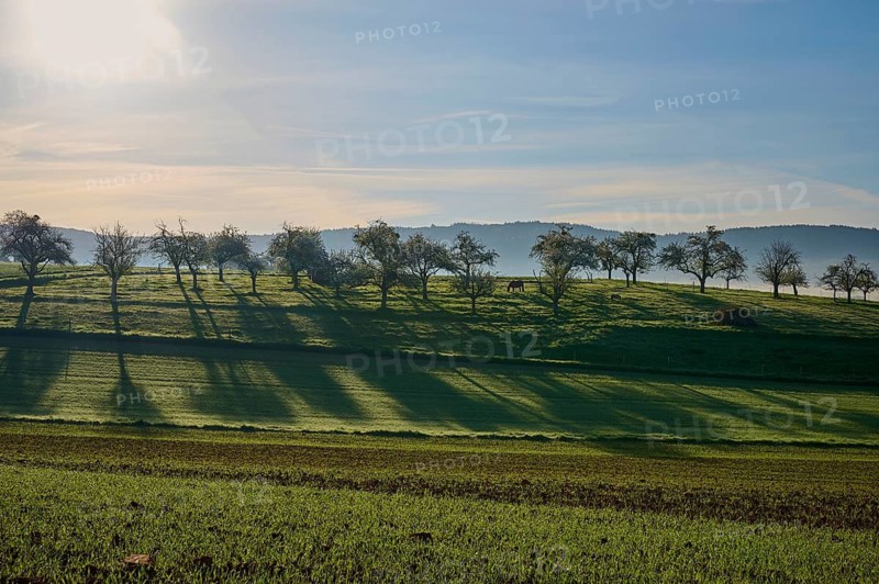 A peaceful landscape with trees whose shadows fall into the green meadow, Schmachtenberg, Miltenberg, Spessart, Bavaria, Germany