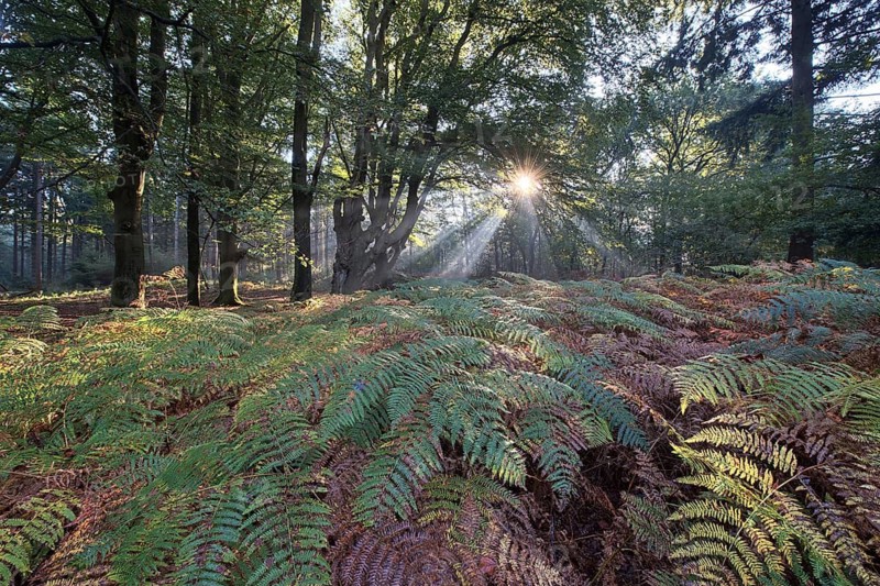 Bracken fern (Pteridium aquilinum) in a light-flooded beech forest (Fagus sylvatica), Emsland, Lower Saxony, Germany