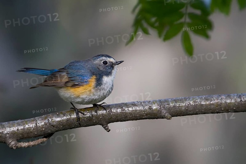 Orange-flanked Bluetail - Blauschwanz - Tarsiger cyanurus, Kazakhstan, male