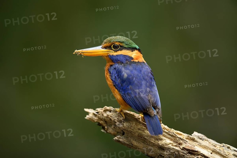 Rufous-collared Kingfisher (Actenoides concretus) male perched on a branch, Pahang, Malaysia