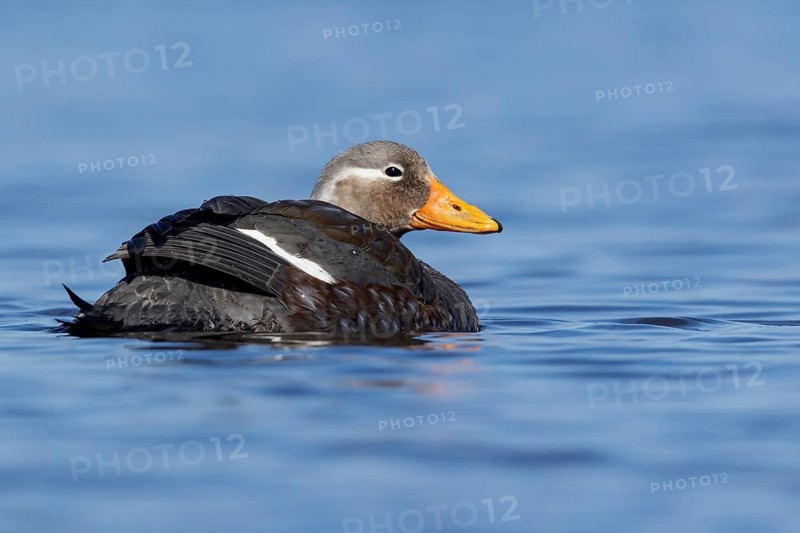 Flying Steamer Duck (Tachyeres patachonicus) swimming on a small pond in the Falkland Islands
