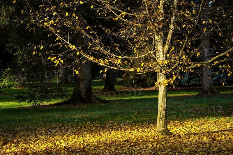 A small tree in autumn, most of its yellow leaves lying on the ground. Other trees in the background