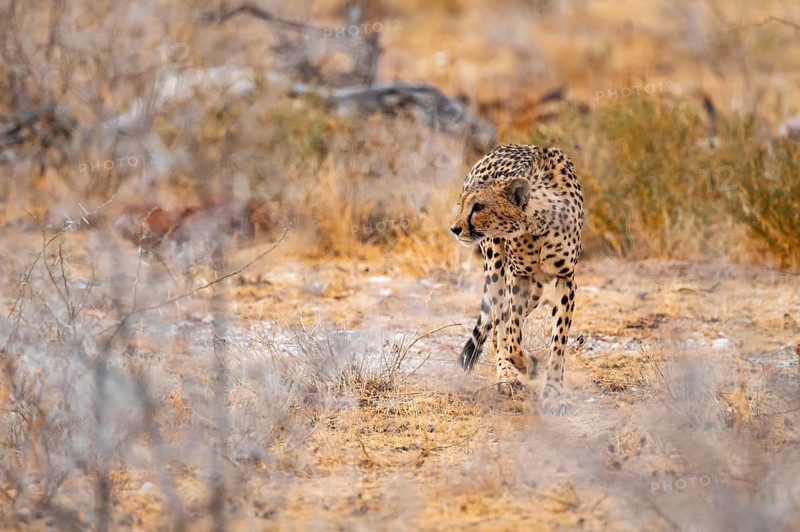 Cheetah (Acinonyx jubatus) runs in dry savanna, Etosha National Park, Namibia