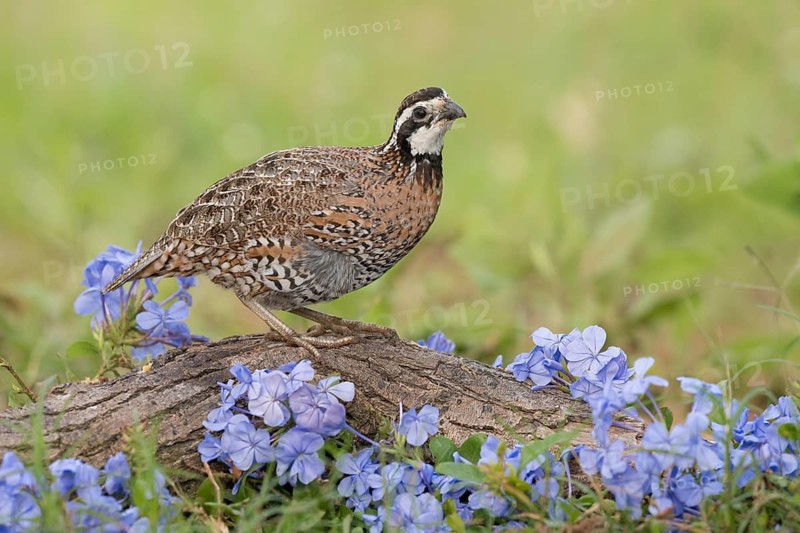 Northern Bobwhite (Colinus virginianus) male perched on a log, Texas, USA