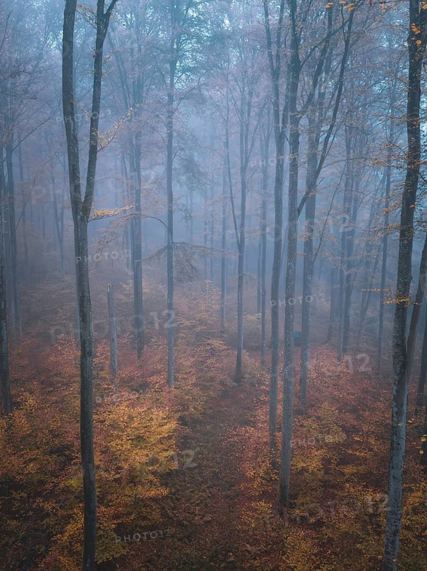 Misty forest scene with autumn leaves and tall trunks, Gechingen, Black Forest, Germany