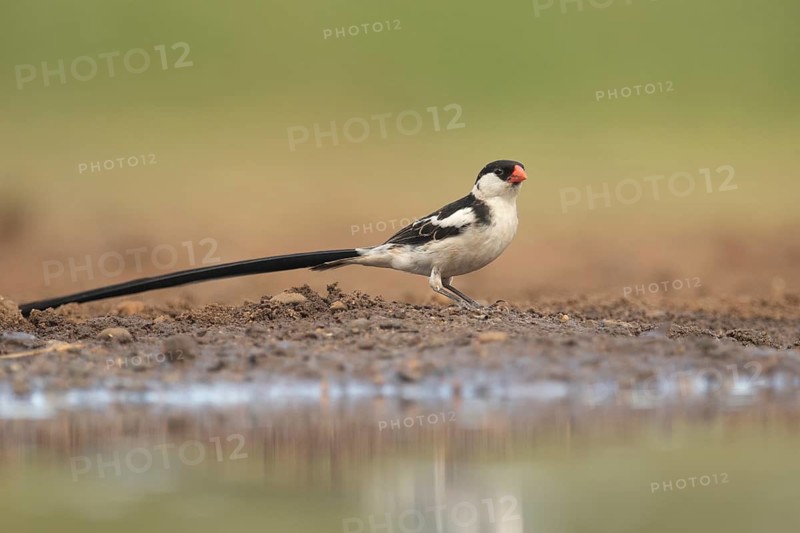 Pin-tailed Whydah (Vidua macroura) male, South Africa