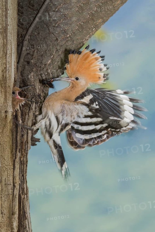 Eurasian Hoopoe (Upupa epops) feeding chick in nest hole, Aosta Valley, Italy