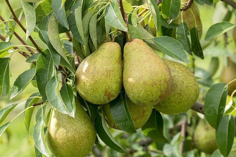 Pear (Pyrus communis 'Herzogin Elsa'), Bundessorteamt, Germany