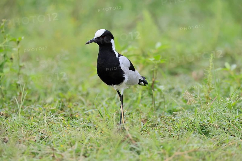 Black-headed Lapwing (Vanellus armatus), adult, vigilant, foraging, Pilanesberg National Park, North West Province, South Africa
