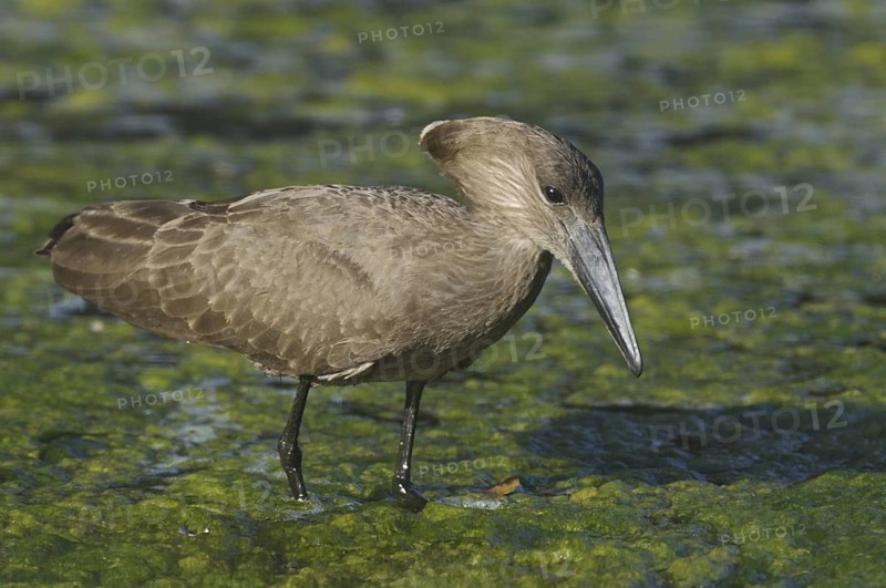 Hamerkop (Scopus umbretta), Botswana